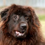 herdenschutzhund simba tier des monats januar