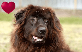 herdenschutzhund simba tier des monats januar herz