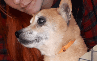 huendin aila zurueck gelassen