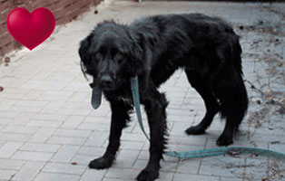 hund prinz tier des monats april