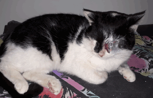 kater okar erzaehlt auge