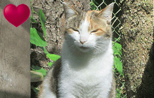 katze sally tier des monats februar herz