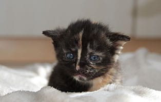 Katzenbaby 01 weiblich 04 2019