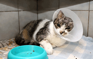 fundkatze ohr abgerissen trudi napf