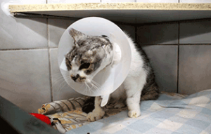 fundkatze ohr abgerissen trudi schaut