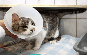 fundkatze ohr abgerissen trudi trichter