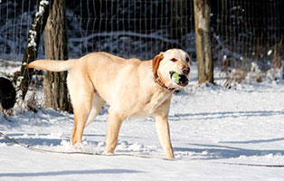 gluecklich vermittelt benno