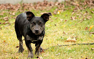gluecklich vermittelt charly