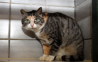 gluecklich vermittelt ella