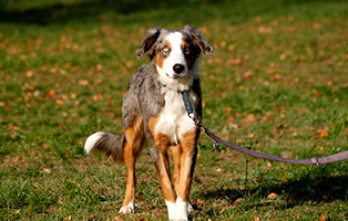 gluecklich vermittelt klara