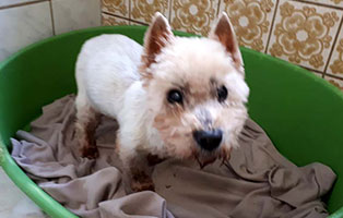 gluecklich vermittelt knoeppi