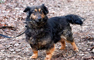 gluecklich vermittelt leni