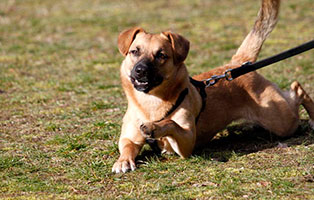gluecklich vermittelt oskar