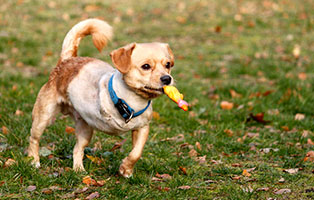 gluecklich vermittelt timmy