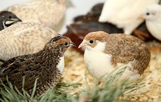 gluecklich vermittelt wachteln