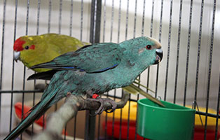 gluecklich vermittelt ziegensittig