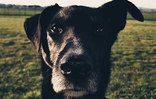 hund sam gluecklich vermittelt portrait