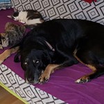 hund soka couch katzen