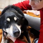 hund taylor verstorben annett