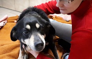 hund taylor verstorben annett