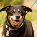 hund taylor verstorben gassi