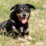 hund taylor verstorben wiese