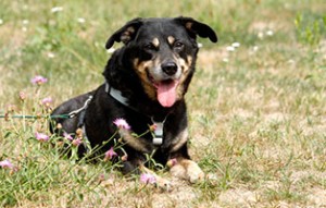 hund taylor verstorben wiese