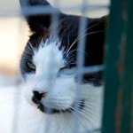 kater anton verstorben gitter