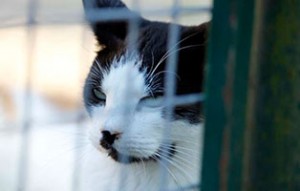 kater anton verstorben gitter