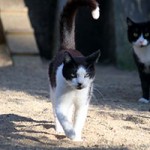 kater anton verstorben laeuft