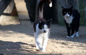 kater anton verstorben laeuft