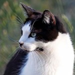 kater anton verstorben schaut links