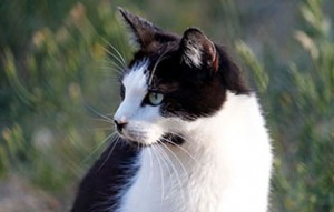 kater anton verstorben schaut links