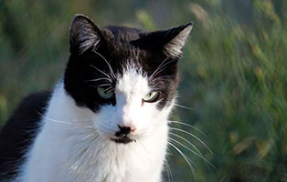 kater anton verstorben schaut vorne