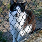 kater anton verstorben schaut zaun