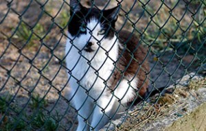 kater anton verstorben schaut zaun