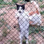 kater anton verstorben zaun