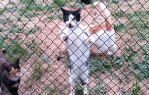 kater anton verstorben zaun