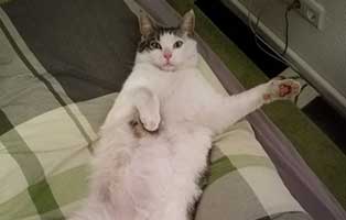 kater rufus gluecklich vermittelt relaxed