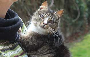 kater schmuser blind augenoperation schmust