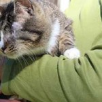 kater schmuser blind operiert