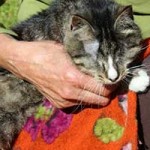 kater schmuser blind operiert schoss