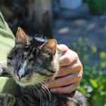 kater schmuser blind operiert streicheln