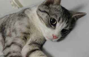 katze bein gebrochen hilfe