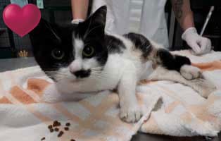 katze marie tier des monats mai herz