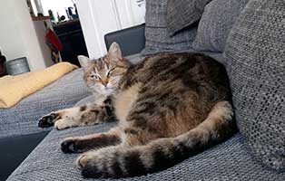katze ramba gluecklich vermittelt couch