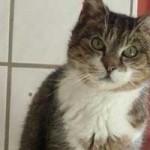 katzenauslauf netzschkau bianca