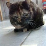 katzenauslauf netzschkau liz