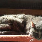 katzenauslauf netzschkau molly