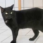 katzenauslauf netzschkau moses